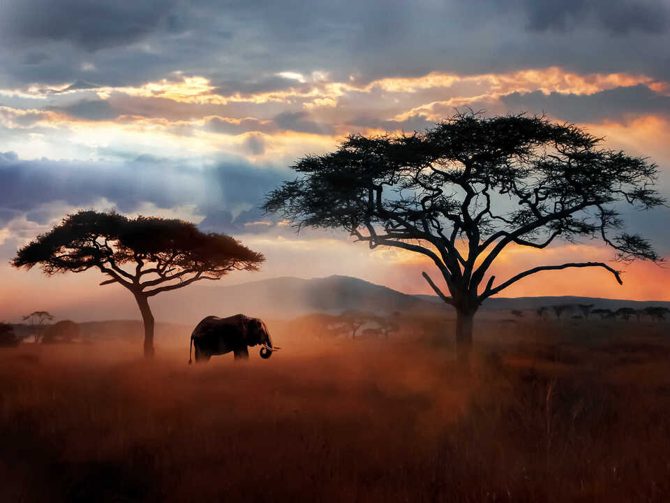 KENYA & TANZANYA BÜYÜK SAFARİSİ